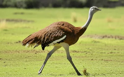 Illustration ostrich