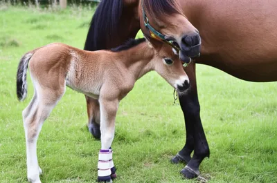 Illustration tethered - Image 1