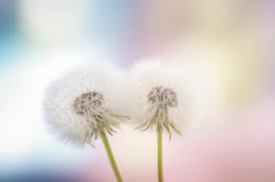 Illustration fists - Image 1