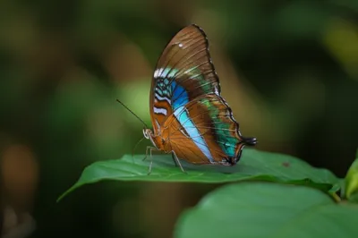 Illustration jewels - Image 1