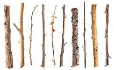 Illustration twig - Image 2