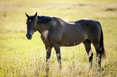 Illustration winded - Image 1