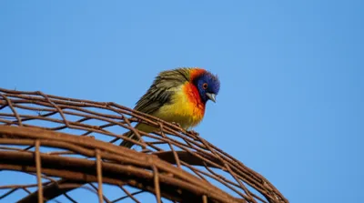 Illustration bird - Image 1