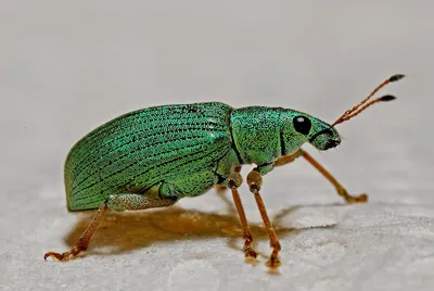 Illustration weevil - Image 2