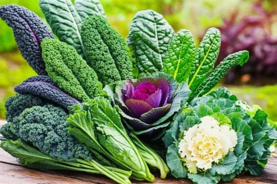 Illustration kale - Image 1