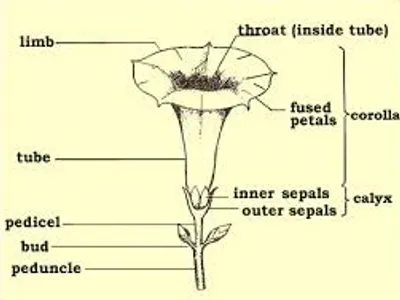Illustration limb - Image 5