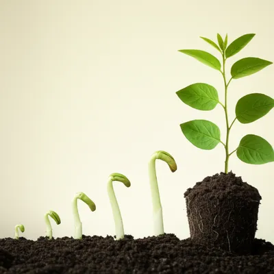 Illustration develop - Image 1