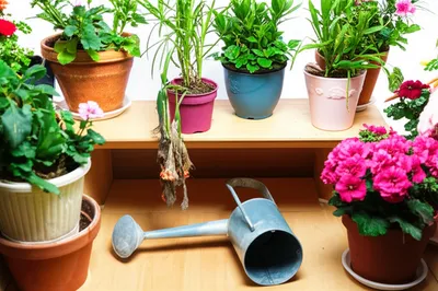 Illustration inattention - Image 1