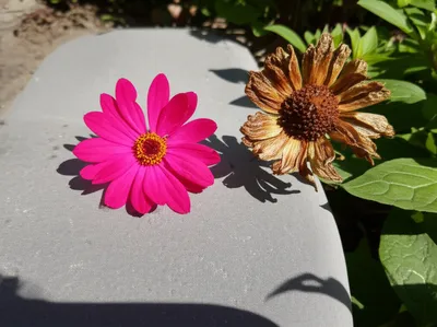 Illustration appall - Image 1