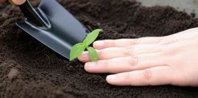 Illustration tamped - Image 1