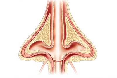 Illustration conchae - Image 1