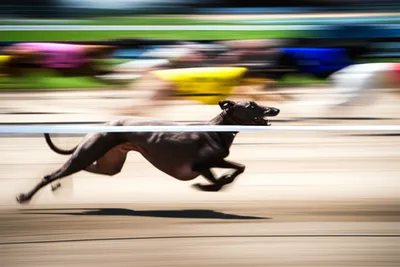 Illustration executed - Image 1