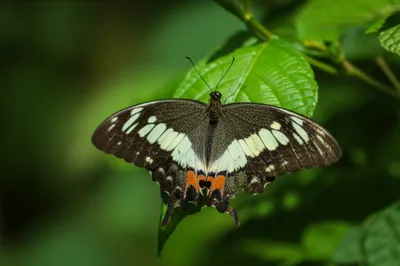 Illustration spangles - Image 1