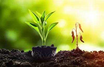 Illustration thrift - Image 1