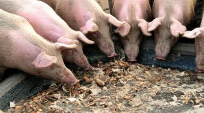 Illustration swilled - Image 1