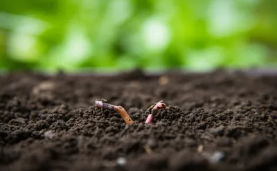 Illustration casts - Image 1