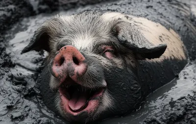 Illustration wallow - Image 1