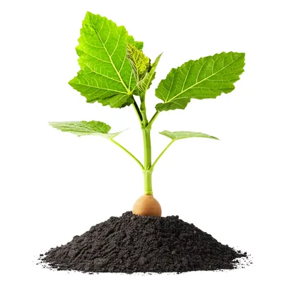 Illustration strengthening - Image 1