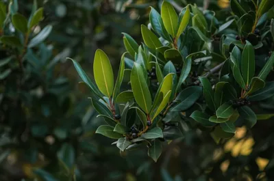 Illustration bays - Image 1