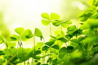 Illustration alleluias - Image 1