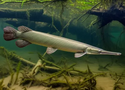 Illustration garfish - Image 1