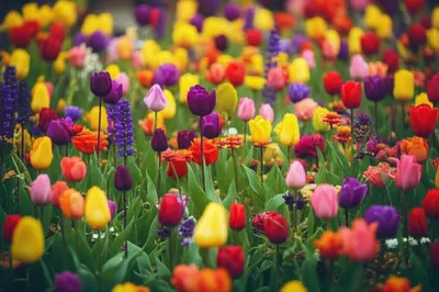 Illustration blooms - Image 1