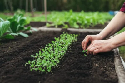 Illustration pricking - Image 1