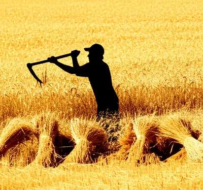 Illustration reaping - Image 1