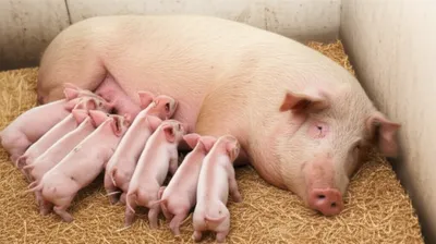 Illustration pigged - Image 1