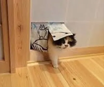 Illustration creep - Image 3