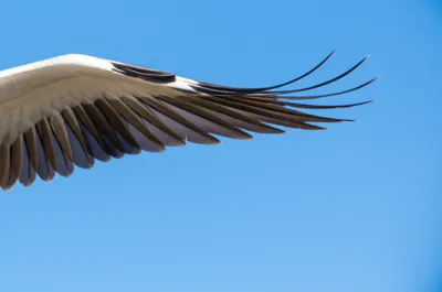 Illustration wingtips