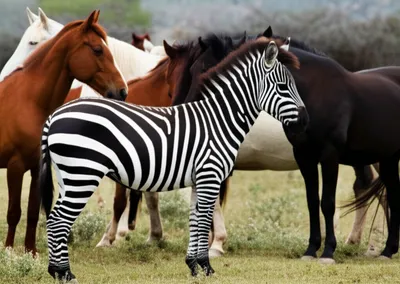 Illustration stripe - Image 1