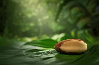 Illustration brazil - Image 1