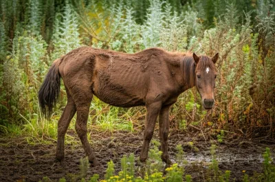 Illustration tacky - Image 1