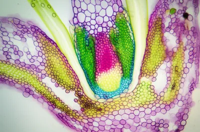Illustration meristem - Image 1