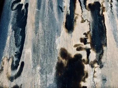 Illustration mildewed - Image 2