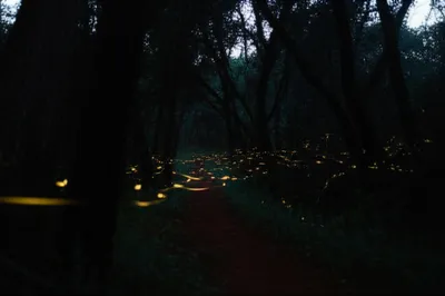 Illustration glimmering