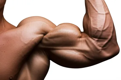 Illustration brawn - Image 1