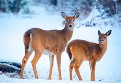 Illustration doe - Image 2