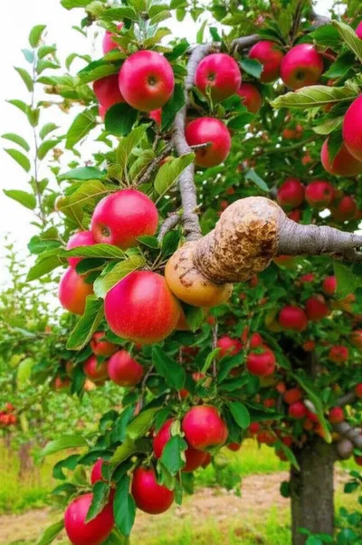 Illustration growth - Image 1