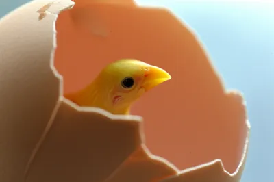 Illustration hatches - Image 1