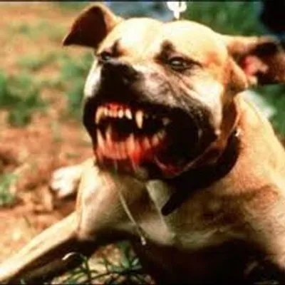 Illustration savagery - Image 2