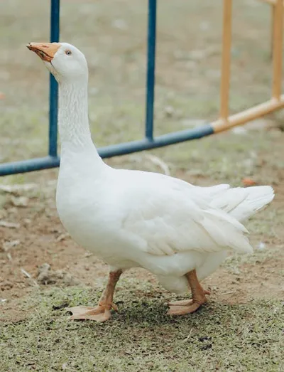 Illustration struts - Image 2