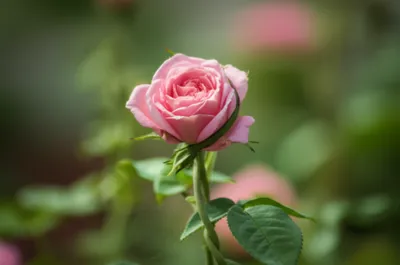 Illustration tightening - Image 1