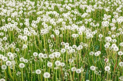 Illustration flurry - Image 1