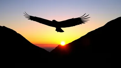 Illustration wirelessly