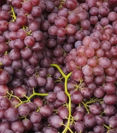 Illustration bunches - Image 1