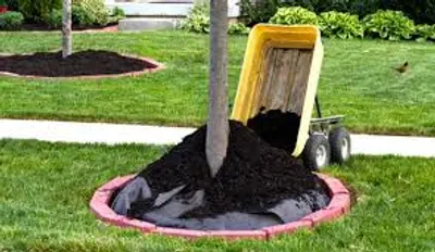 Illustration mulch - Image 2