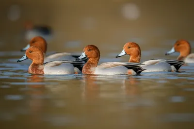 Illustration pochards - Image 1