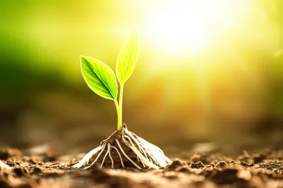 Illustration ran - Image 1